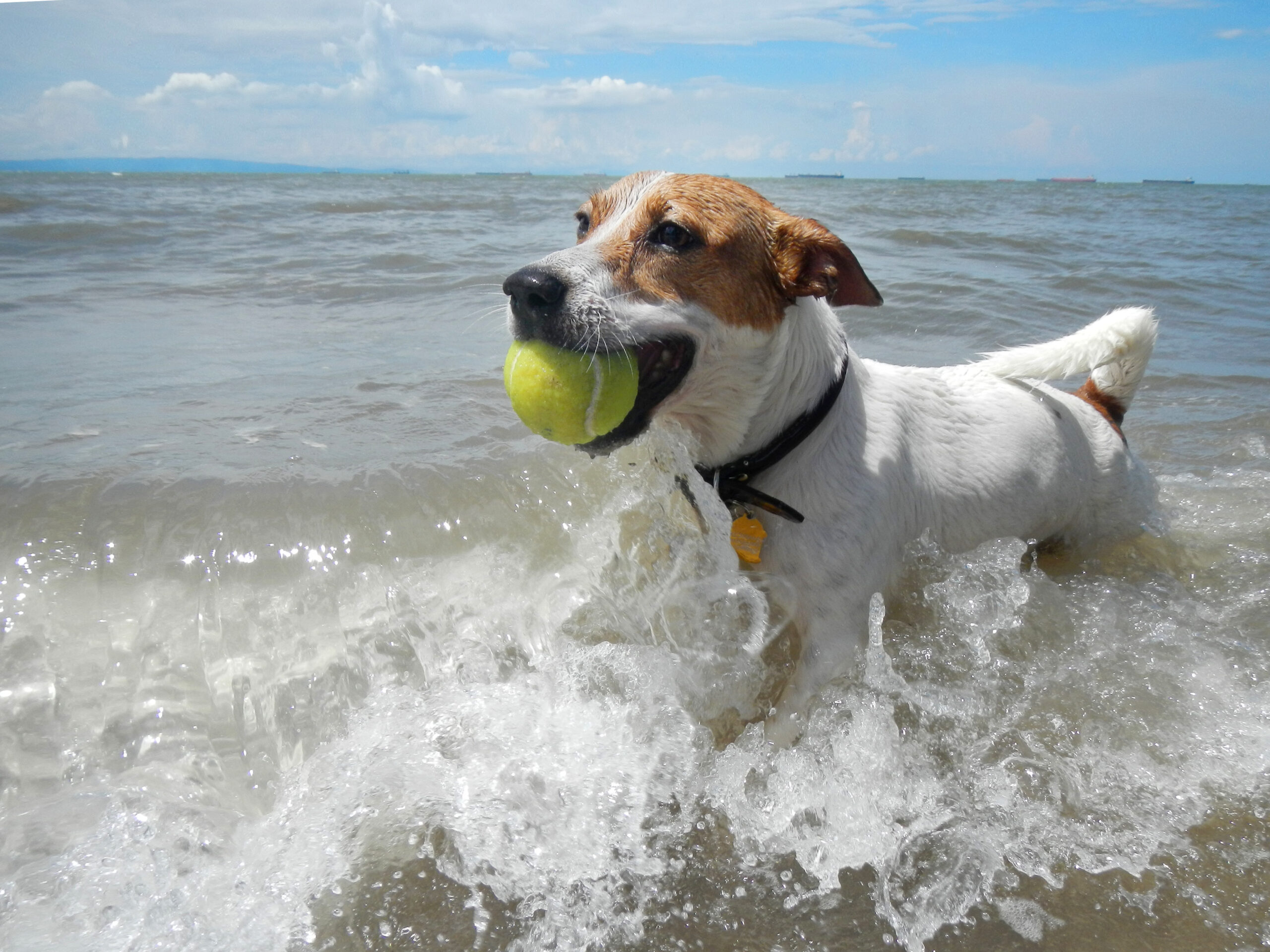 Vacanze al mare con cani: relax perfetto a Bibione