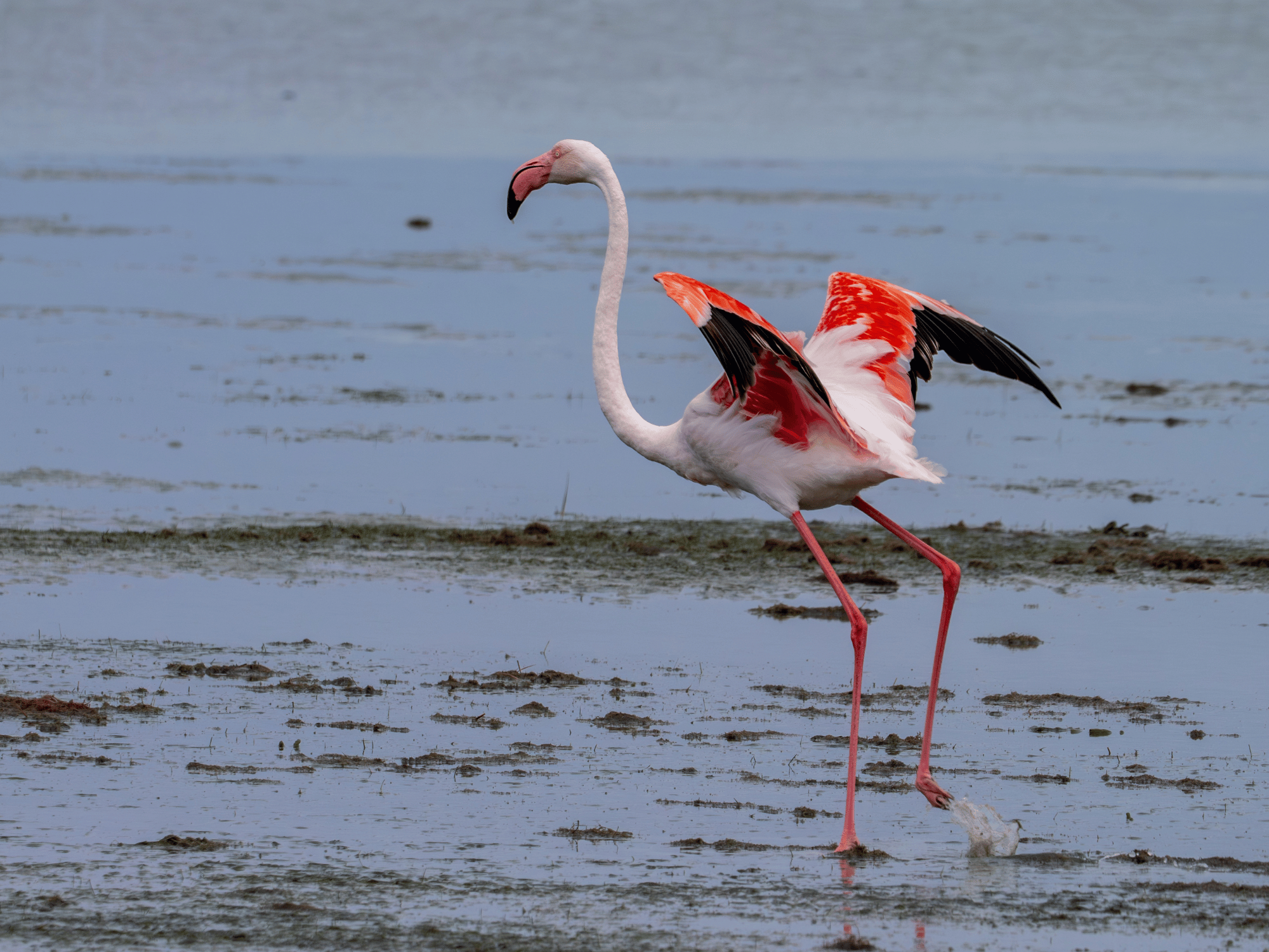 Bibione Val Grande: 300 Hektar Naturoase